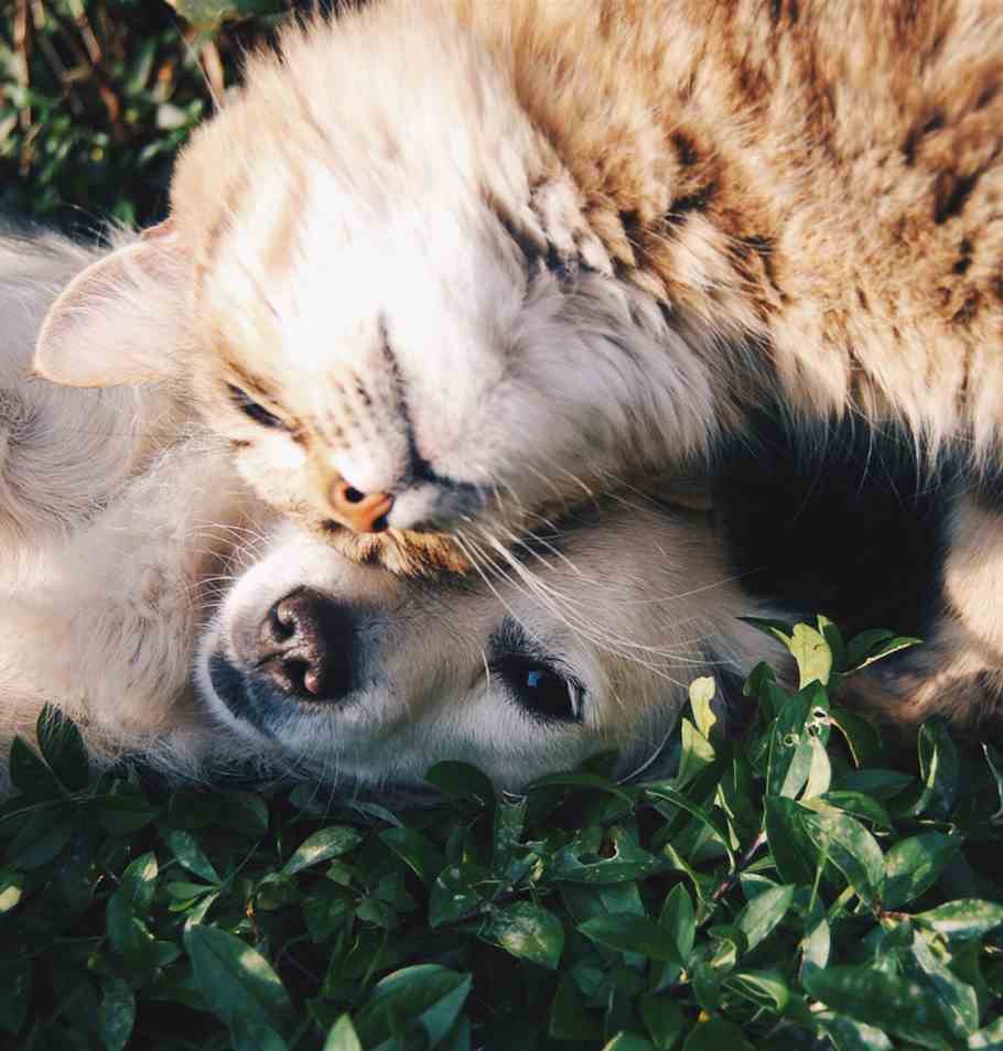 The 2024 PDSA Animal Wellbeing (PAW) Report